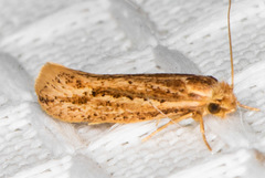 Ypsolopha sp-sw