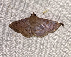 Antiblemma perva