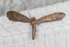 Glaucina macdunnoughi