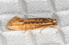 Ypsolopha sp-sw