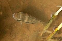 Cichlasoma