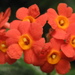 Rondeletia odorata - Photo (c) guzhengman, algunos derechos reservados (CC BY-NC-SA)