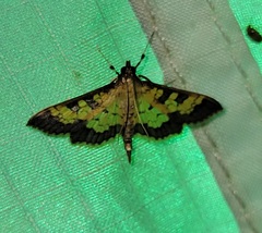 Diacme elealis