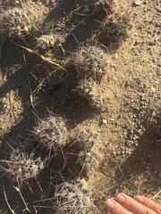 Coryphantha macromeris macromeris