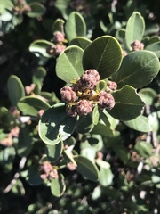 Ceanothus megacarpus insularis