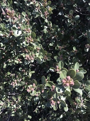 Ceanothus megacarpus insularis