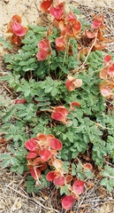 Hoffmannseggia repens