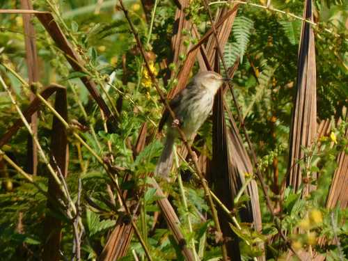 Drakensberg Prinia (Prinia hypoxantha), photo 7