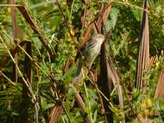 Prinia hypoxantha