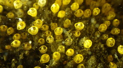 Pycnoclavella stanleyi