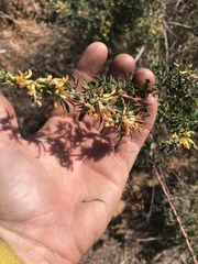 Acmispon dendroideus