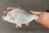Redtail Surfperch - Photo (c) prickly_sculpin, some rights reserved (CC BY-NC), uploaded by prickly_sculpin
