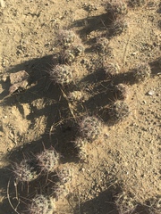 Coryphantha macromeris macromeris