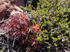 Castilleja rupicola