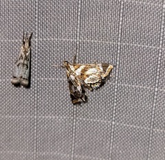 Chrysendeton medicinalis