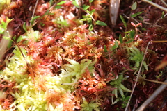 Sphagnum subnitens