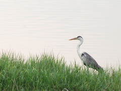 Ardea cinerea