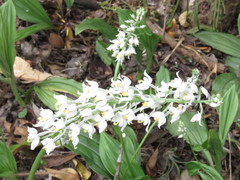 Calanthe calanthoides