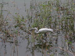 Egretta garzetta