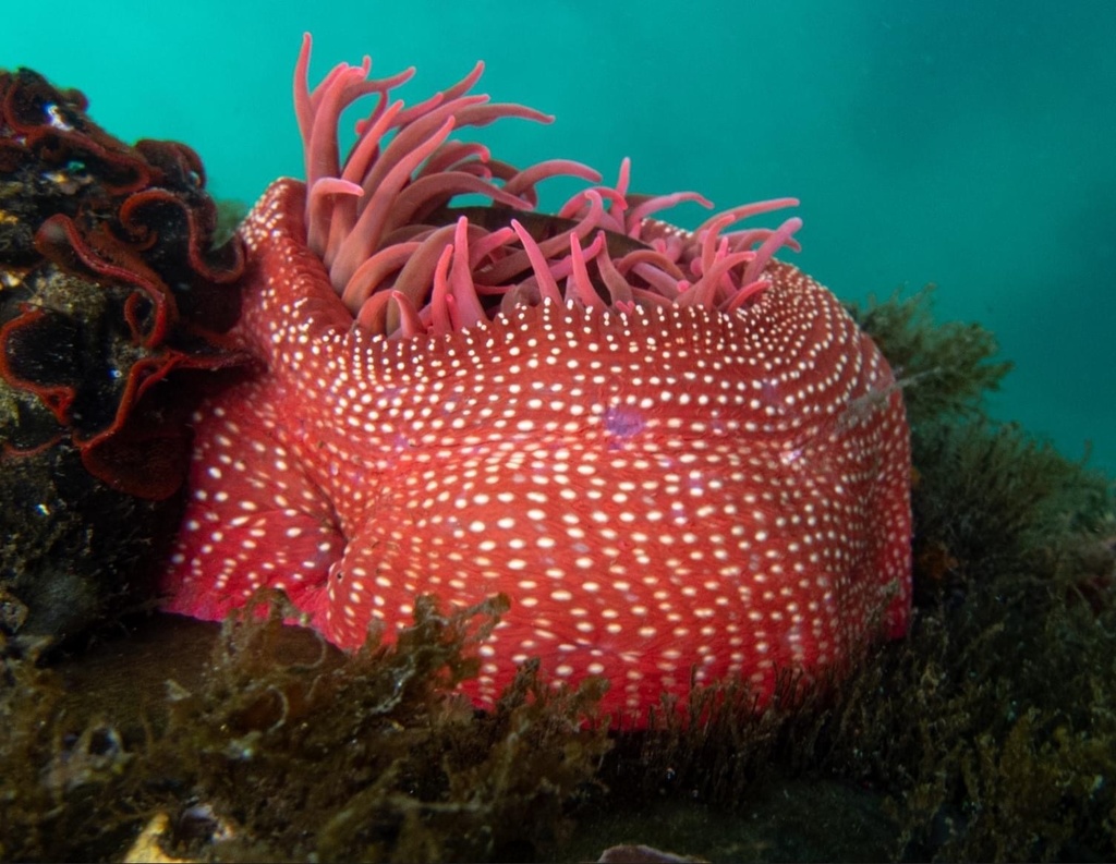 White-spotted Rose Anemone