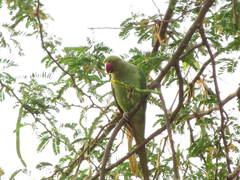 Psittacula krameri
