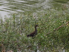 Gallinula chloropus
