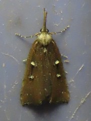 Hypena californica
