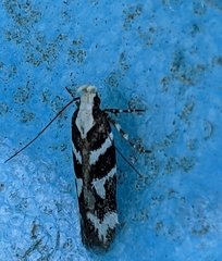 Filatima