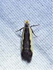 Dichomeris serrativittella
