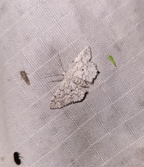 Idaea ostentaria