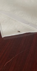 Musca domestica