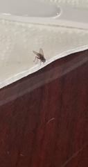 Musca domestica