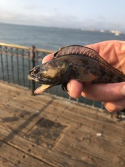 Neoclinus uninotatus