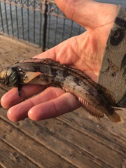 Neoclinus uninotatus