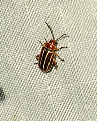 Disonycha conjugata