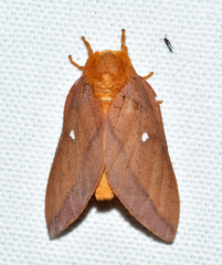 Anisota pellucida