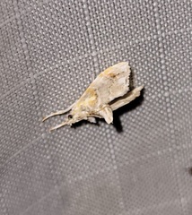 Glaphyria basiflavalis