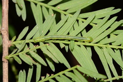 Macaria aequiferaria