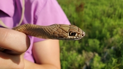 Masticophis flagellum