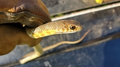 Masticophis flagellum