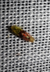 Erythroneura reflecta