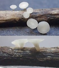 Hymenoscyphus albidus