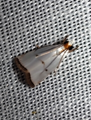 Argyria gonogramma