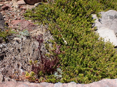 Pedicularis ornithorhynchos