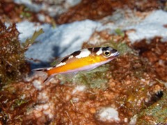 Serranus tabacarius