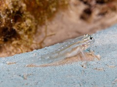 Coryphopterus tortugae