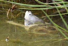 Malaclemys terrapin centrata