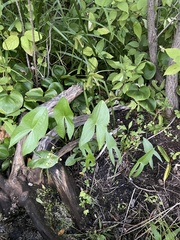 Sagittaria latifolia