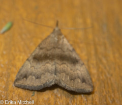 Phalaenostola eumelusalis