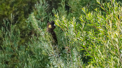 Zanda funerea xanthanota